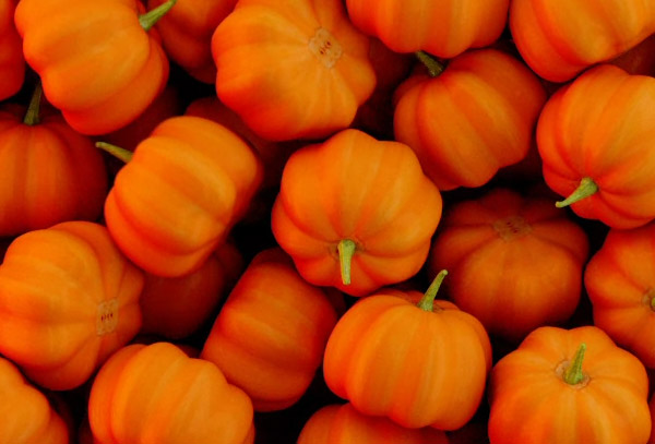  OBS Stinger Halloween pumpkins